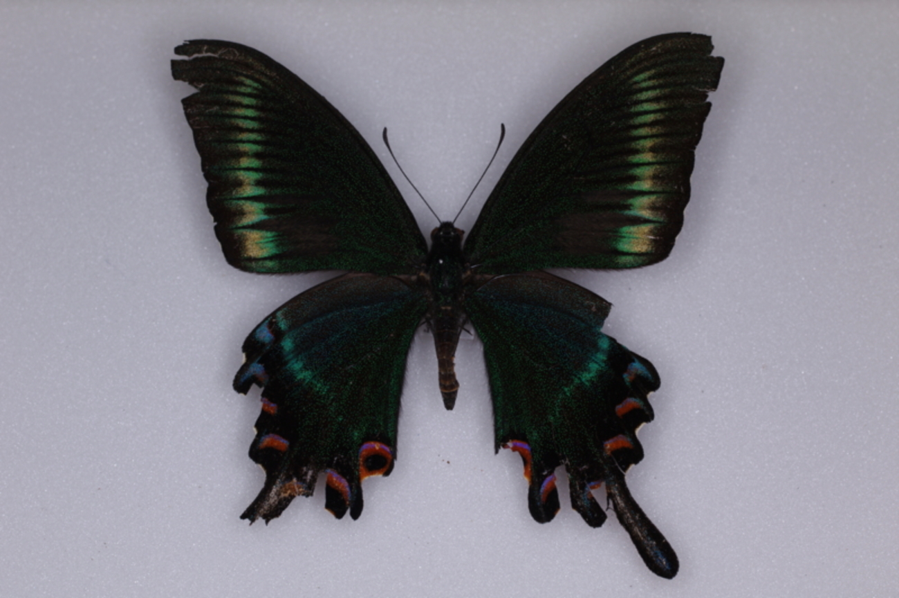 ミヤマカラスアゲハの標本 （オス）; 屋久島産; 春型 k - 虫村の日記