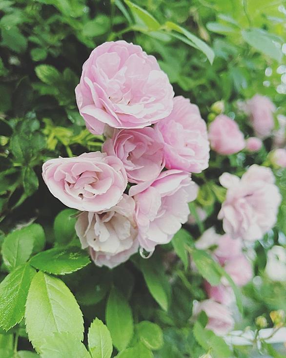 ばらの花とは 人気 最新記事を集めました はてな