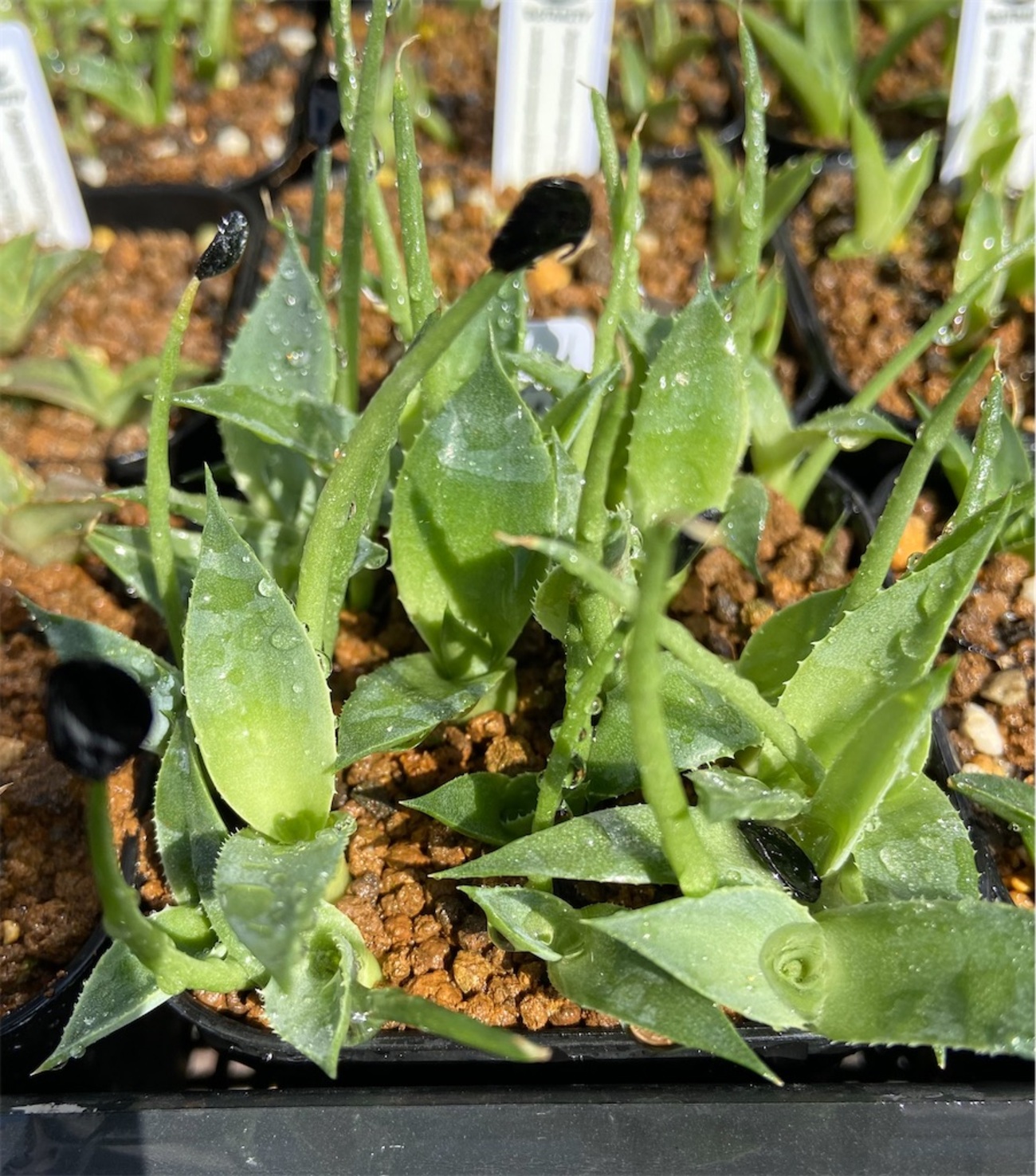 アガベ・パリー・トランカータ実生記録①(Agave parryi var. truncata 