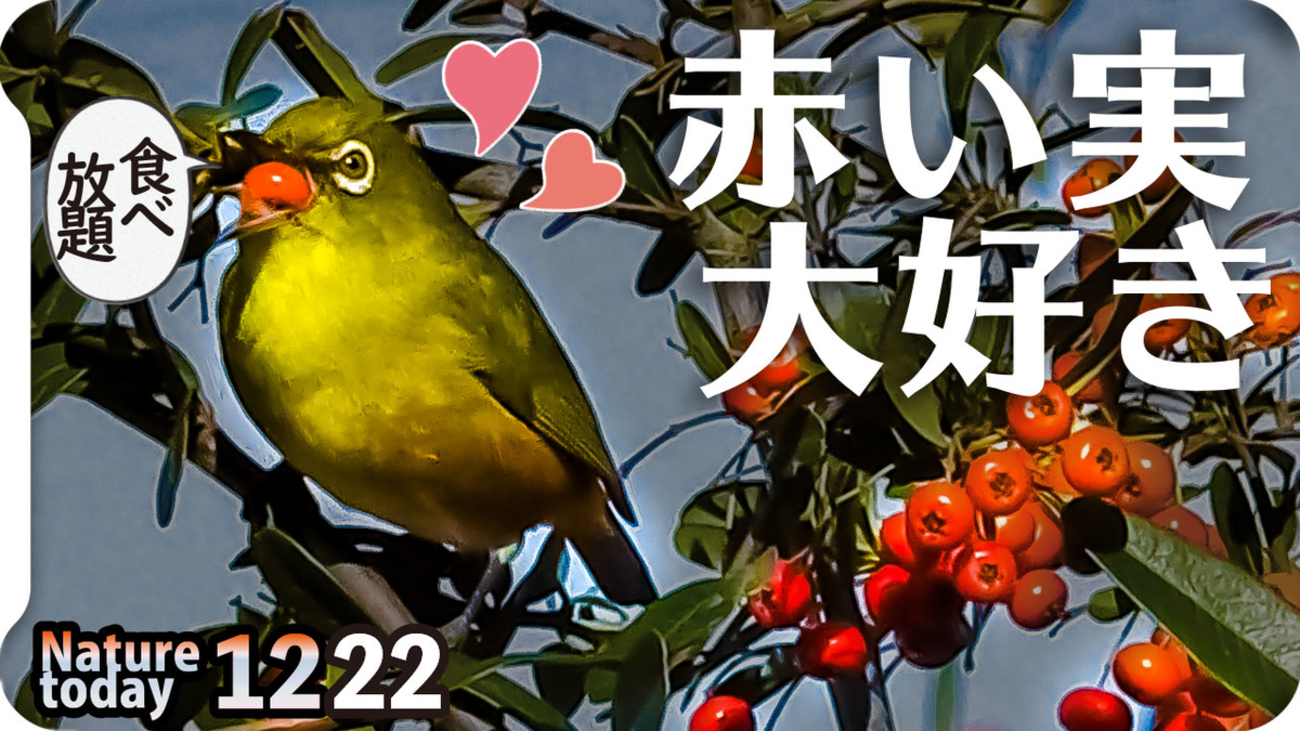赤い実 E226 3-1 #BBB D. capensis (all red) | Y's Exotics （山田食虫