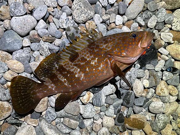 キジハタとは 動植物の人気 最新記事を集めました はてな キジハタとは 動植物の人気 最新記事を集めました はてな