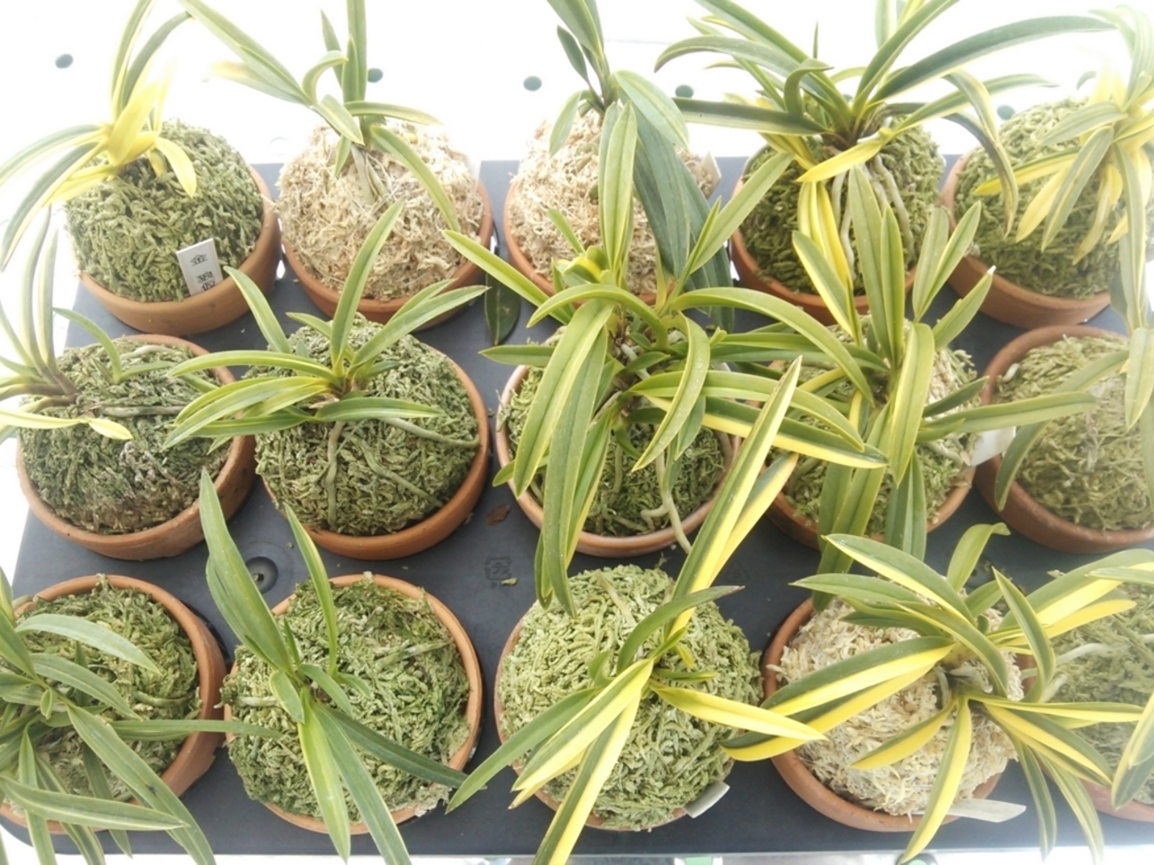 backend=imagemagick;version=1;