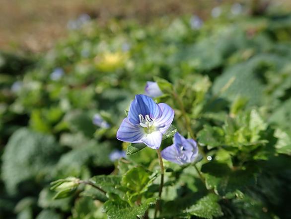 コバンソウとは 動植物の人気 最新記事を集めました はてな コバンソウとは 動植物の人気 最新記事を集めました はてな