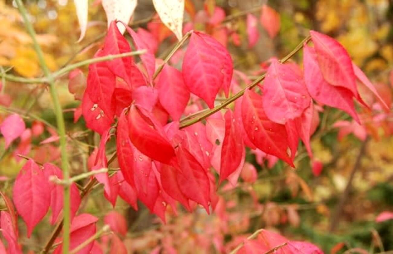 ニシキギの仲間の紅葉 - 井伊影男の植物観察