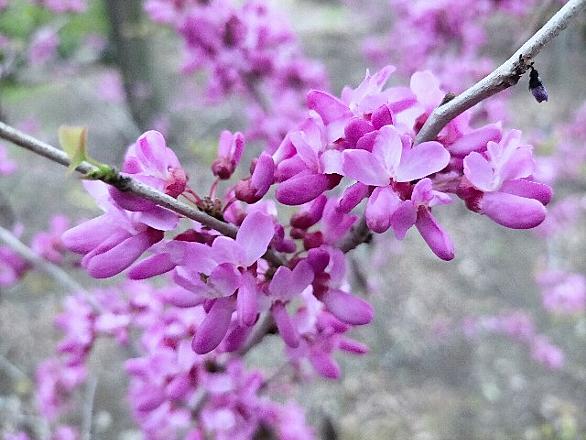 ハナズオウとは 動植物の人気 最新記事を集めました はてな ハナズオウとは 動植物の人気 最新記事を集めました はてな