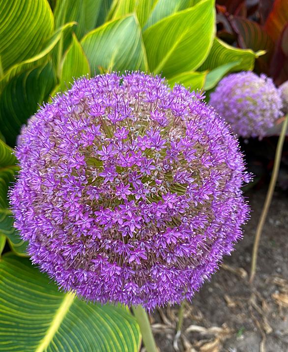 アリウム ギガンチウムとは 動植物の人気 最新記事を集めました はてな