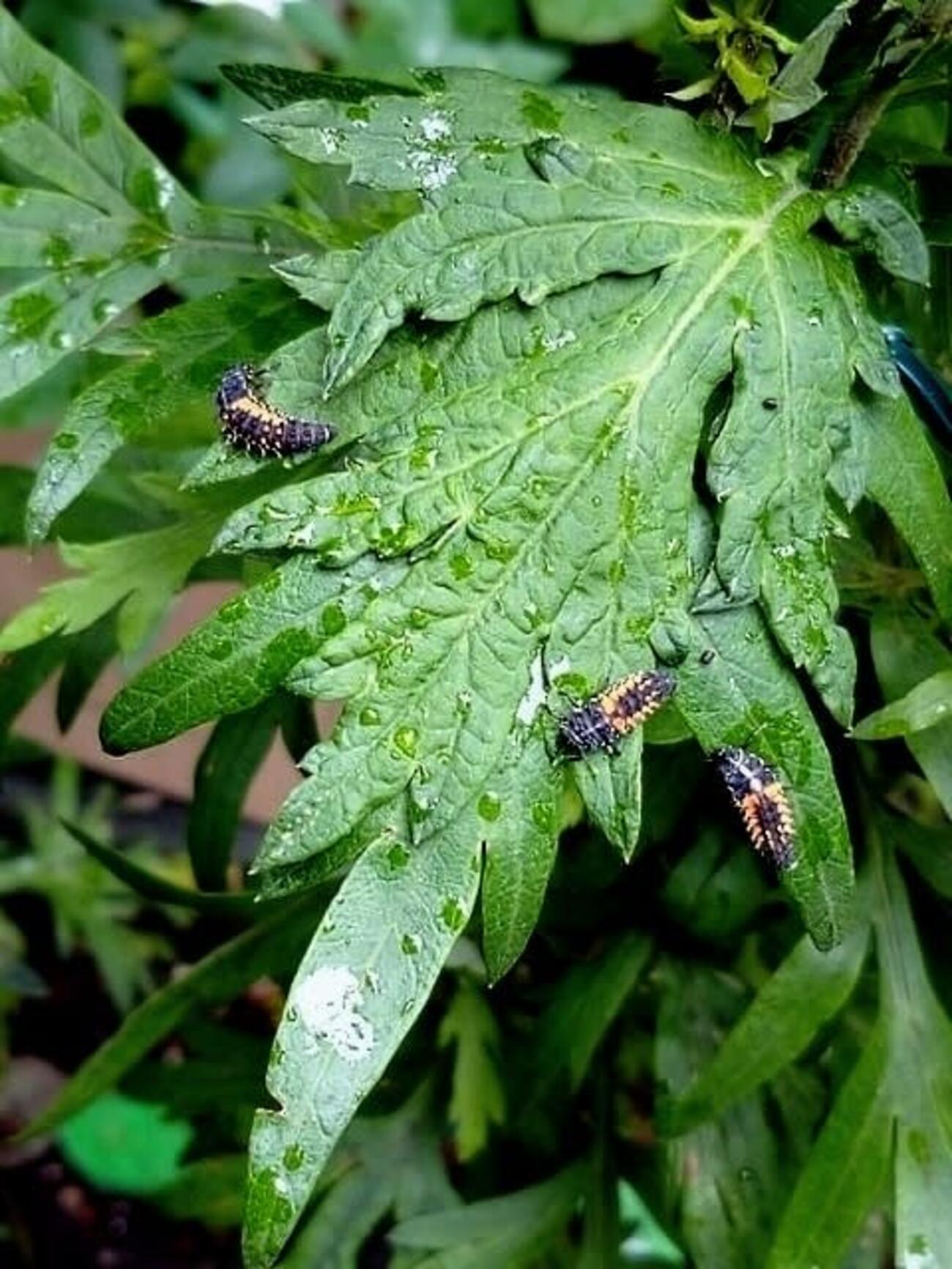 テントウムシの蛹を飼育する上での注意点 - 昆虫観察ブログ