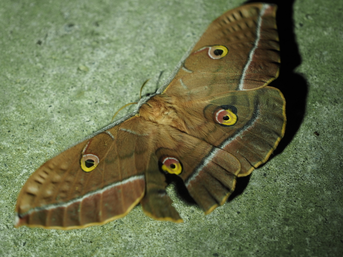 可愛いヤママユガに毒性はある？繭はどんな姿？ 10cmもの大きさに