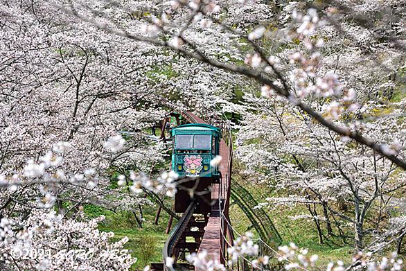 一目千本桜とは 動植物の人気 最新記事を集めました はてな