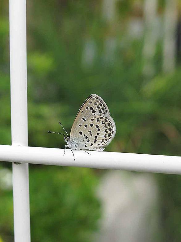 ヤマトシジミとは 動植物の人気 最新記事を集めました はてな