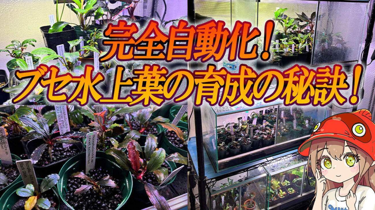 水槽作りから自動化まで！ブセファランドラ水上葉の育成の秘訣！ - た