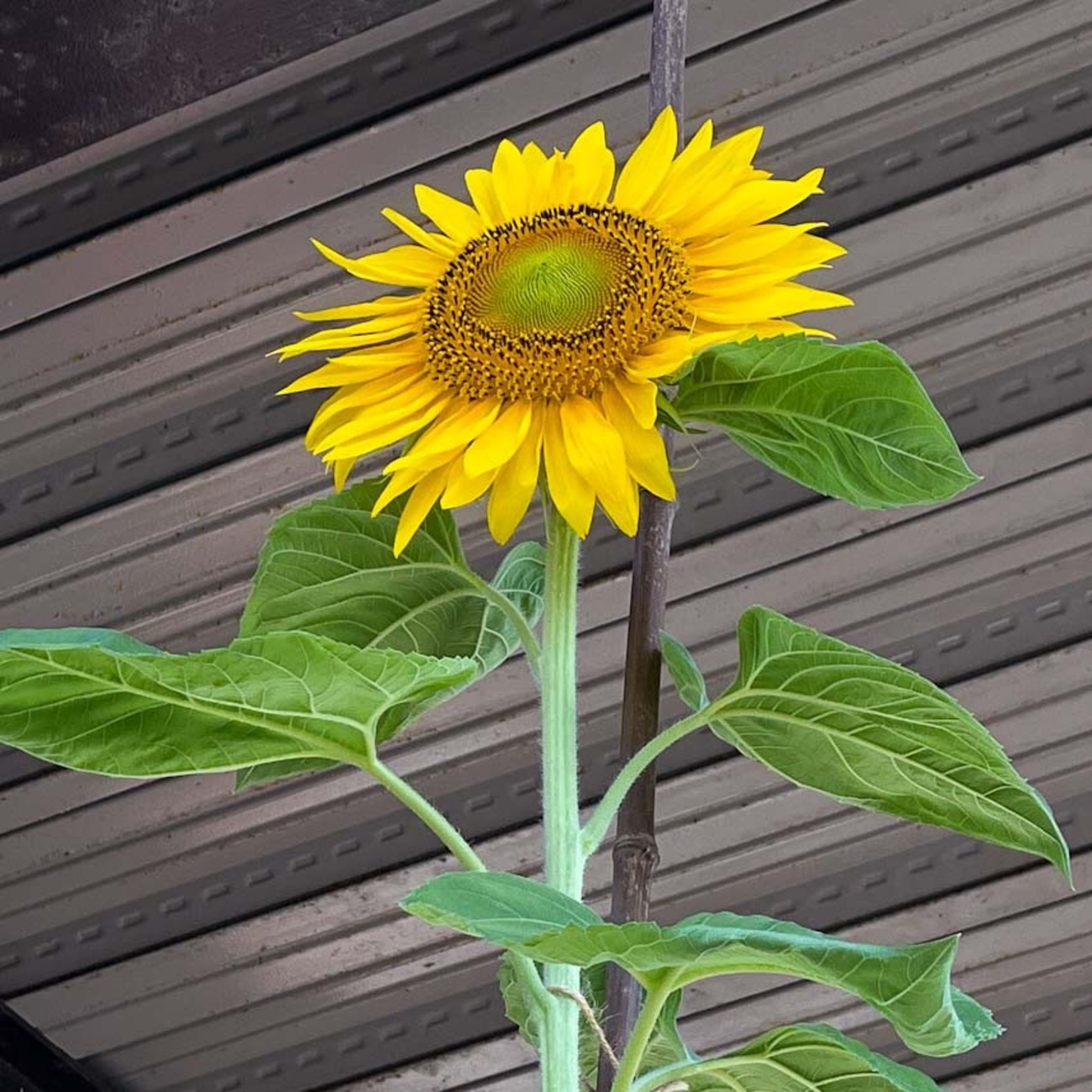 大輪ひまわり ロシアを 育てました - 算数と数学と高校受験 平塚市の