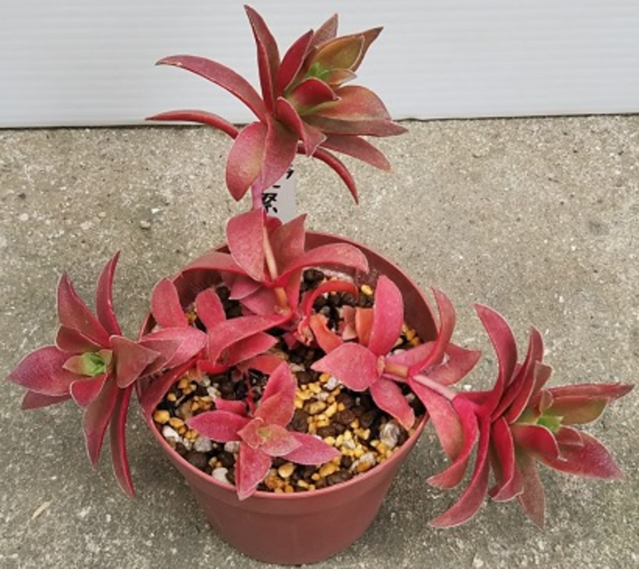 紅葉が美しい多肉植物『紅葉祭り（もみじまつり）』の基本情報や育て方 