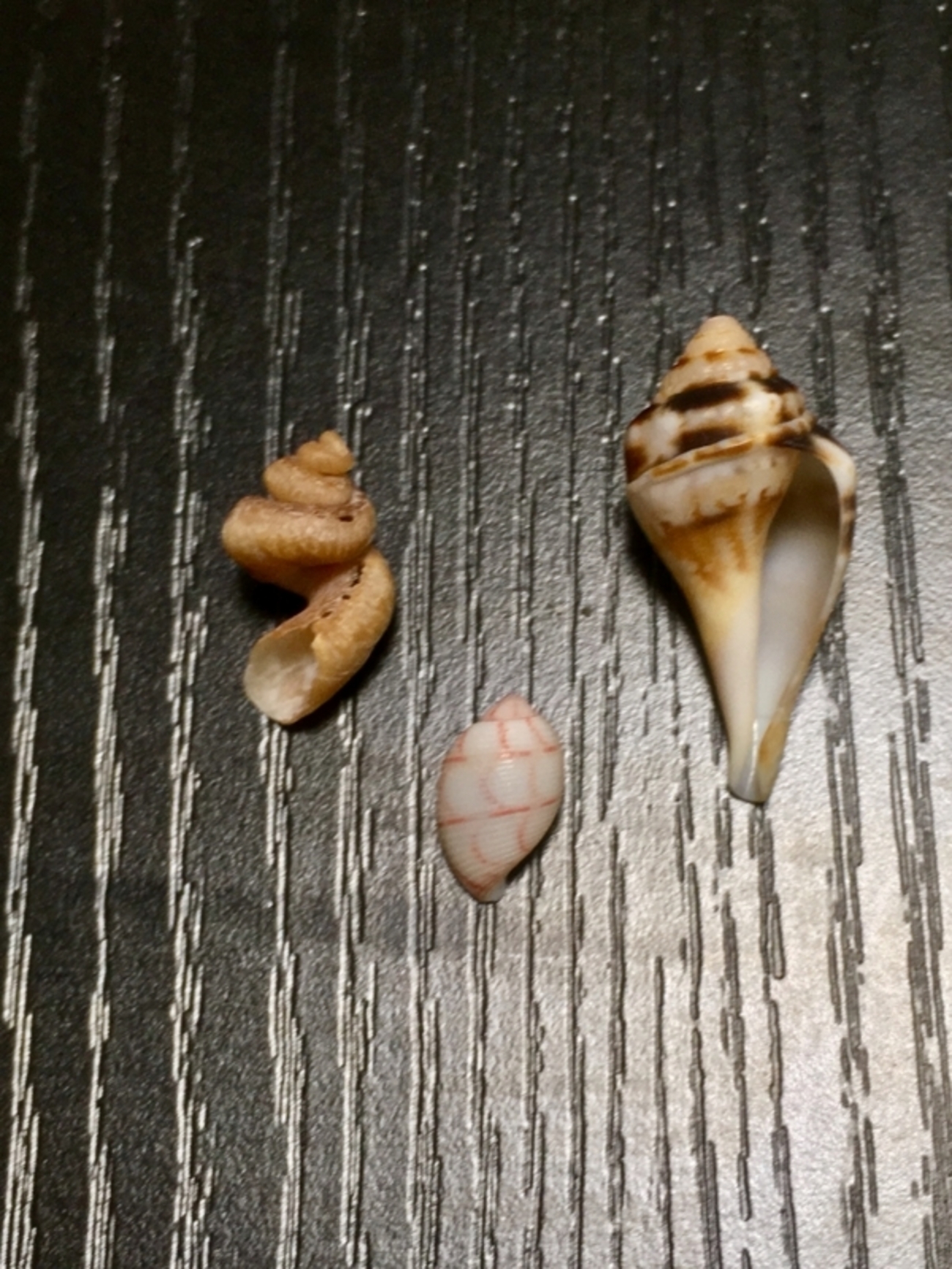 2018.3.27 凪の館山、執念の探索でニセサバダカラ他 - てれさの雑記