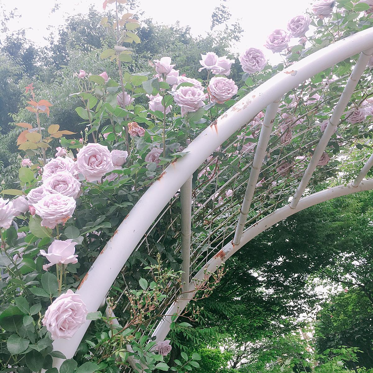 ブルームーンの花言葉