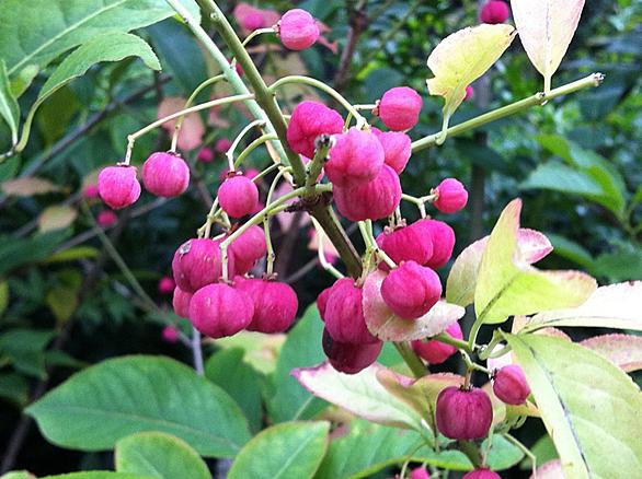 マユミとは 動植物の人気 最新記事を集めました はてな マユミとは 動植物の人気 最新記事を集めました はてな