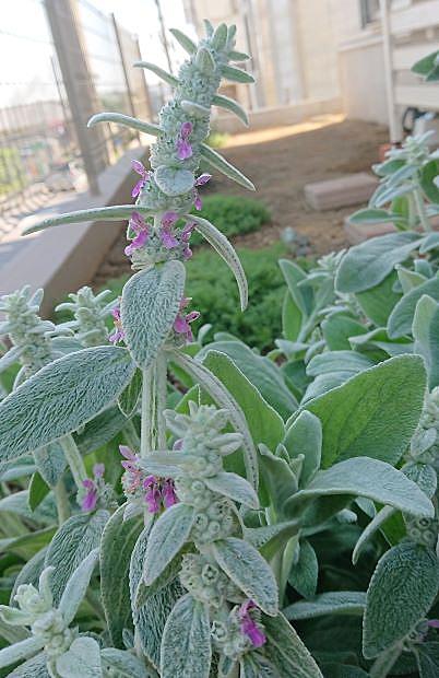 ラムズイヤーとは 動植物の人気 最新記事を集めました はてな ラムズイヤーとは 動植物の人気 最新記事を集めました はてな