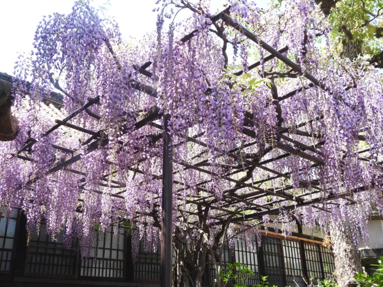 藤の花がきれい（六孫王神社にて） - かんりにんのひとりごと（パート２）