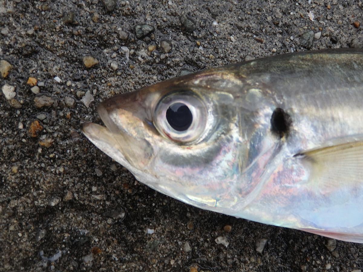 もう1匹釣りたいっ