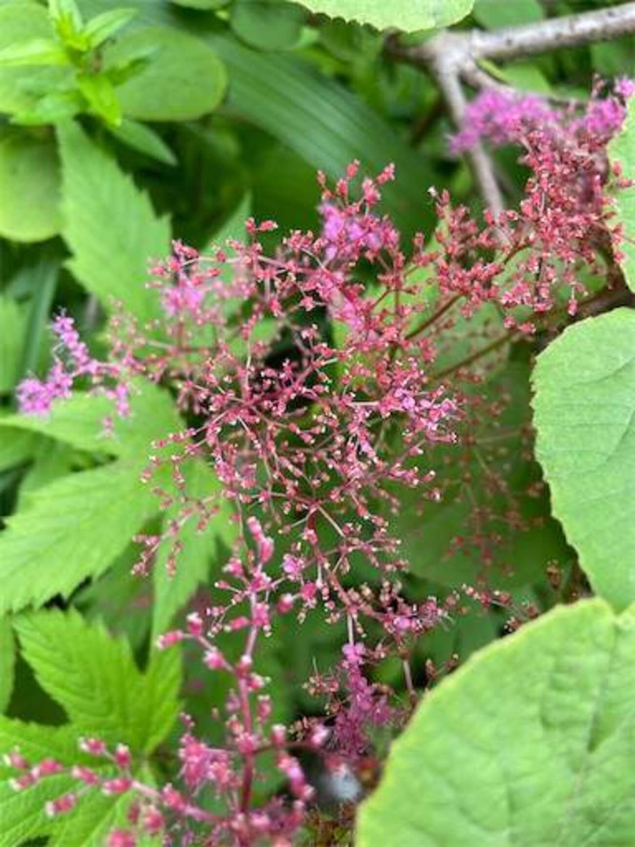 リチャード・マークスのレアなプロモ盤ベスト リチャード・マークスのレアなプロモ盤ベスト リチャード・マークスの