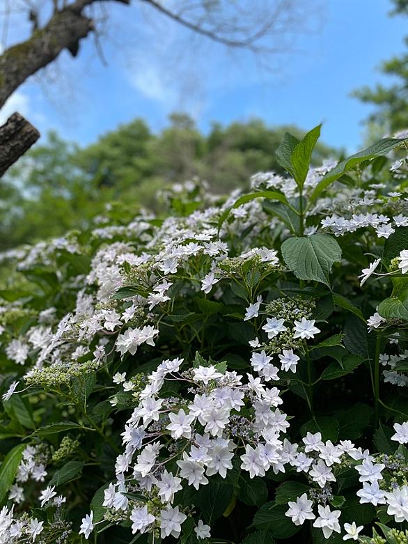 隅田の花火とは 人気 最新記事を集めました はてな 隅田の花火とは 人気 最新記事を集めました はてな