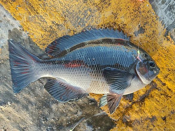 海釣りとは 一般の人気 最新記事を集めました はてな