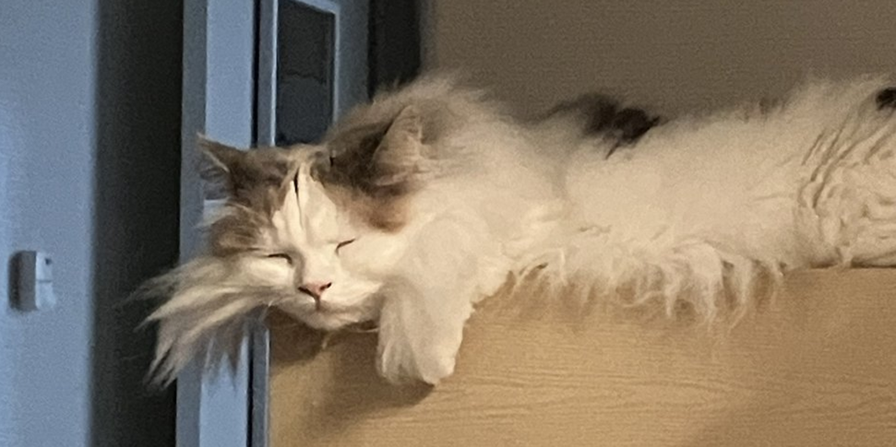 猫飼い2年半が選ぶ「買ってよかった猫用品2025」~ 給水・おやつ・ストレスケア・脱走防止まで ~のサムネイル