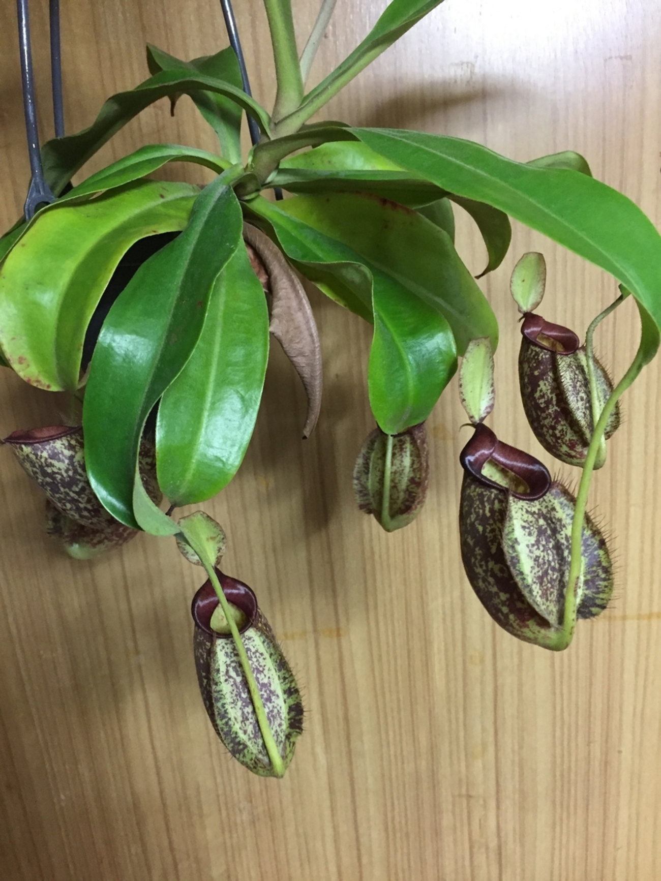 食虫植物　ネペンテス　フーケリアーナ PLANCHU 食虫植物 ネペンテス フーケリアナ Nepenthes