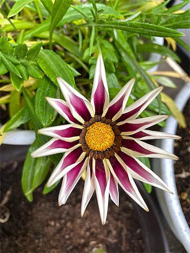 ガザニアとは 動植物の人気 最新記事を集めました はてな