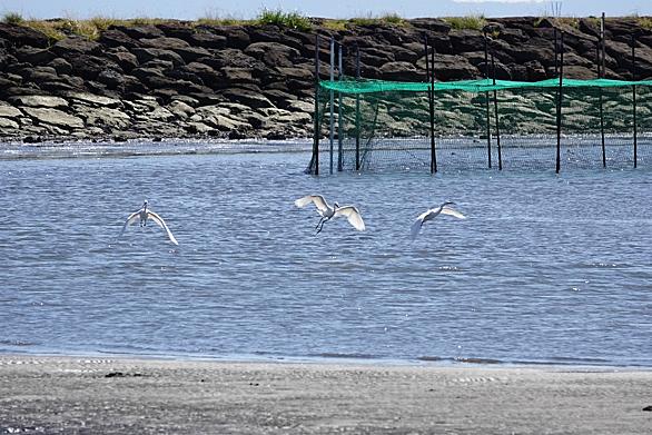 葛西臨海公園とは 地理の人気 最新記事を集めました はてな 葛西臨海公園とは 地理の人気 最新記事を集めました はてな