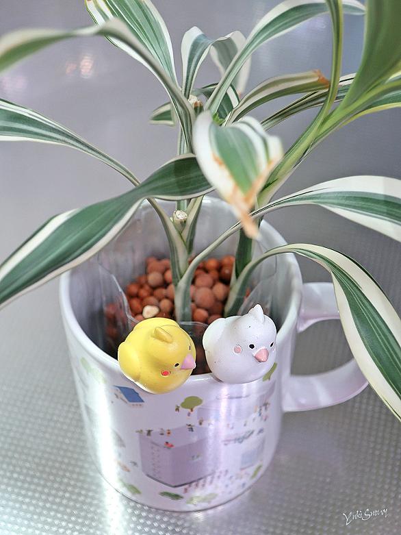 ハイドロカルチャーとは 動植物の人気 最新記事を集めました はてな ハイドロカルチャーとは 動植物の人気 最新記事を集めました はてな