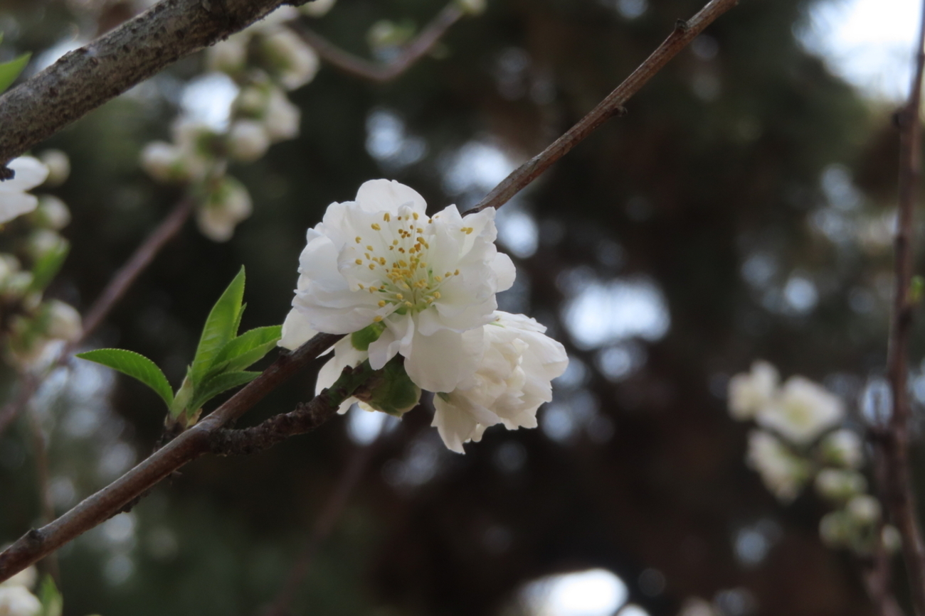 桃も梅も咲いてます~京都御苑2026/3上旬(2) - 夏蜜柑の花鳥散歩