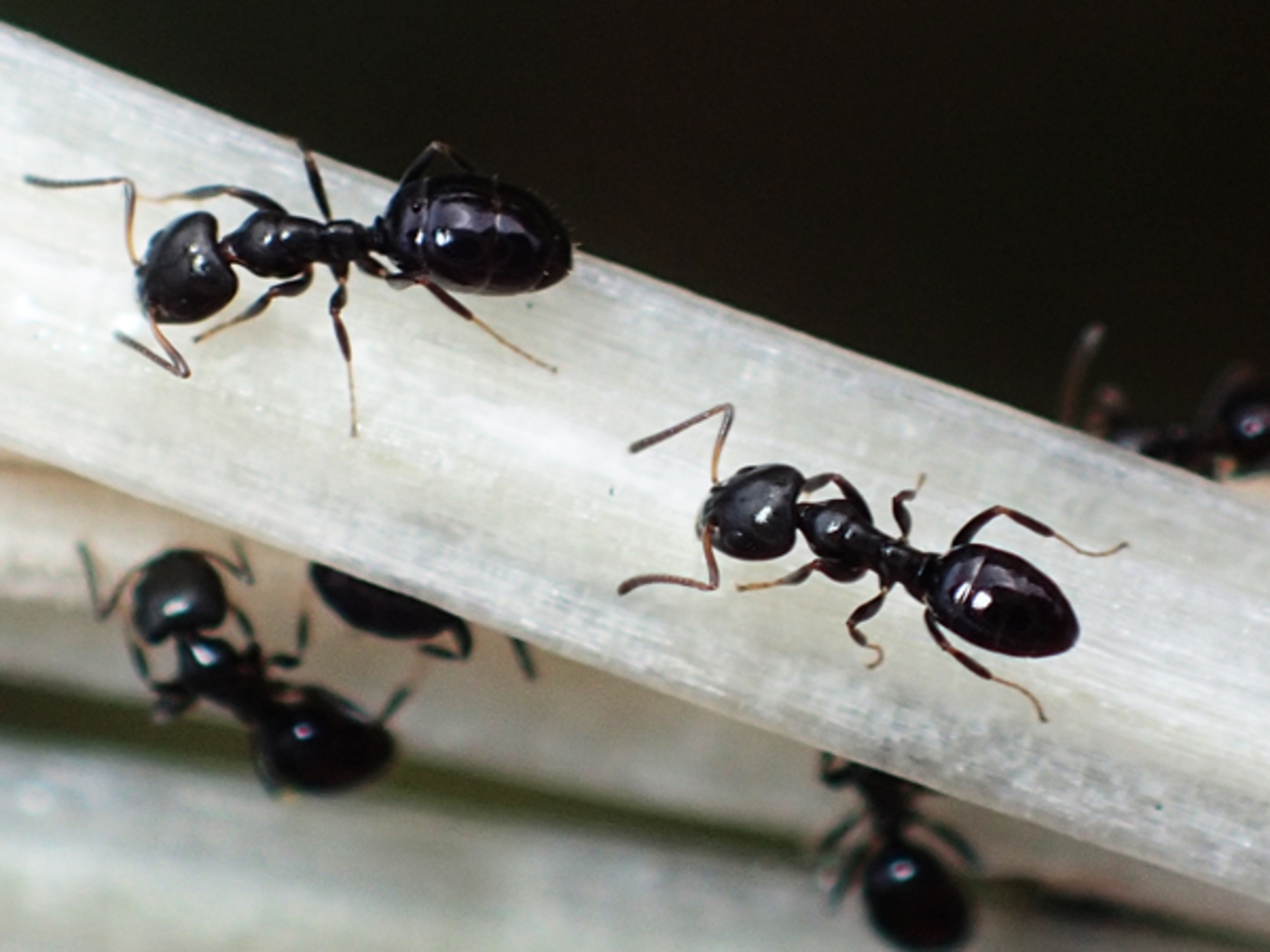 庭の黒アリを退治すると、シロアリが増える？ - 虫はともだち