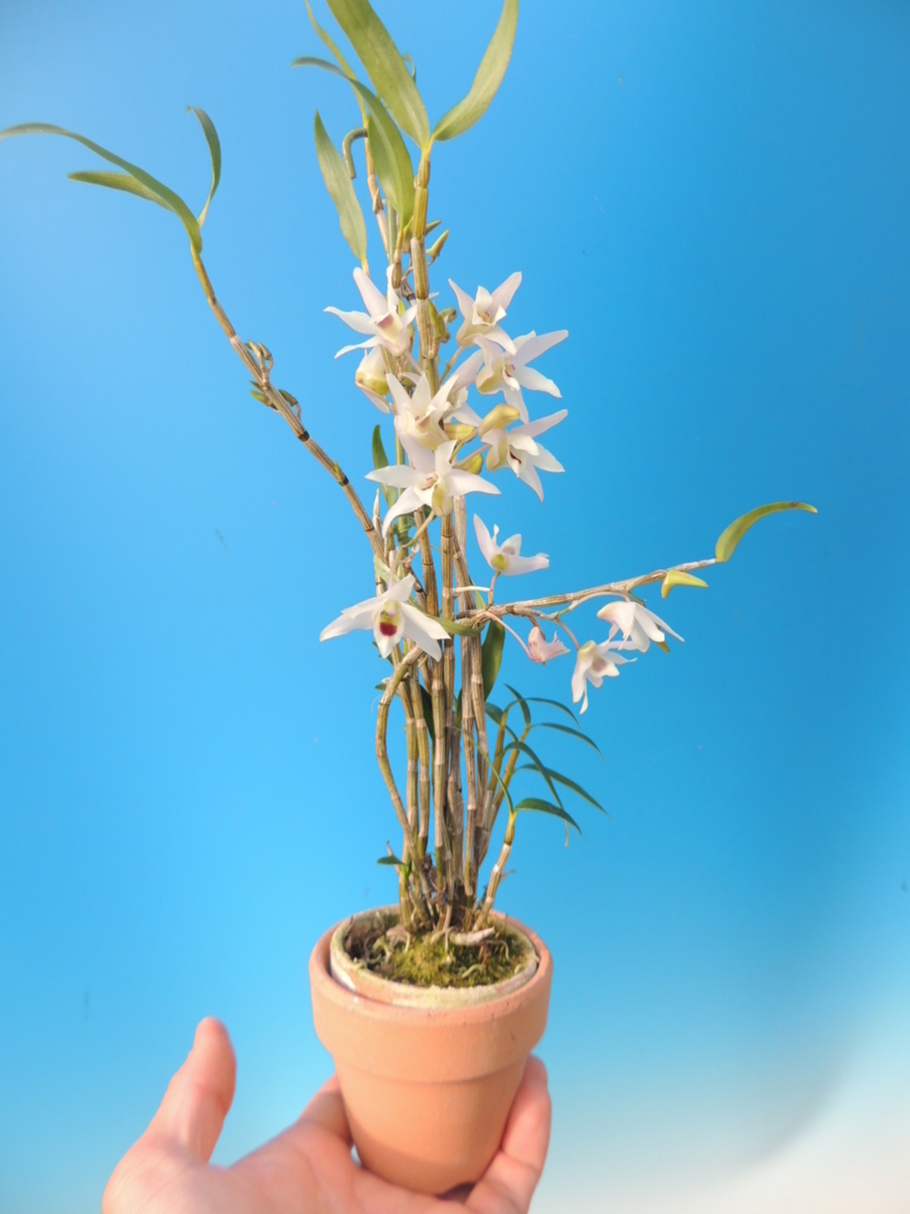 Dendrobium Natsuhiboshi 夏日星 (moniliforme x scoriarum) - 百花良蘭