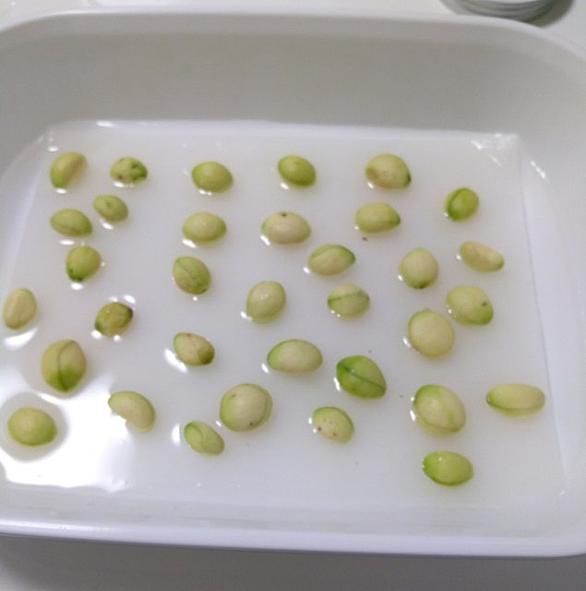 ビワとは 動植物の人気 最新記事を集めました はてな ビワとは 動植物の人気 最新記事を集めました はてな