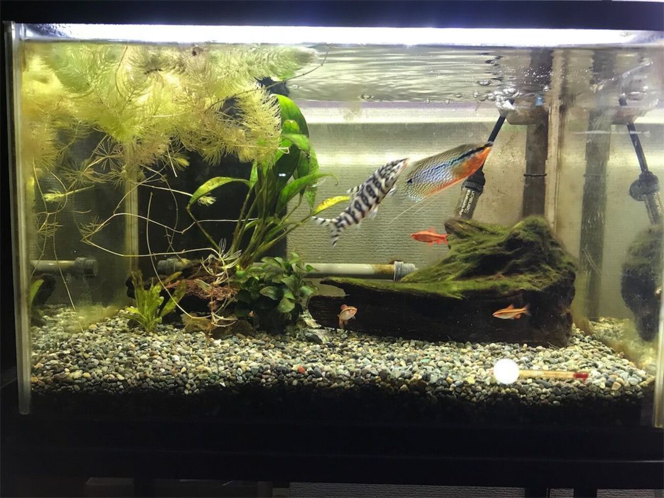 レイアウト迷走中？ 2019.03.29 熱帯魚45センチ水槽＆日淡底物水槽 