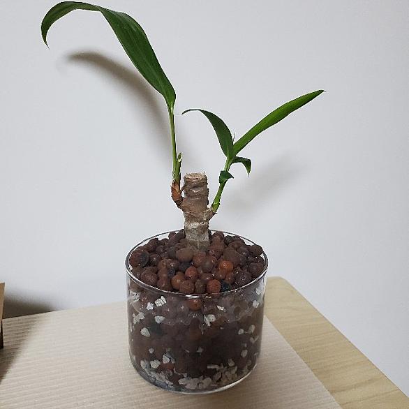 ハイドロカルチャーとは 動植物の人気 最新記事を集めました はてな