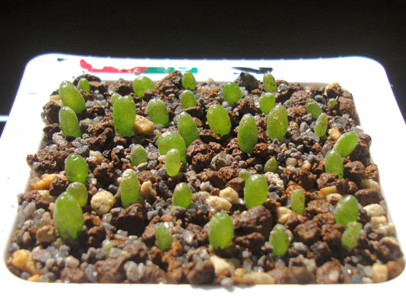 春実生のコノフィツムの植え替え - 石と多肉植物