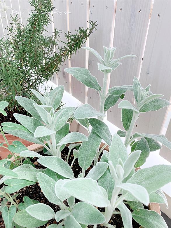 ラムズイヤーとは 動植物の人気 最新記事を集めました はてな ラムズイヤーとは 動植物の人気 最新記事を集めました はてな