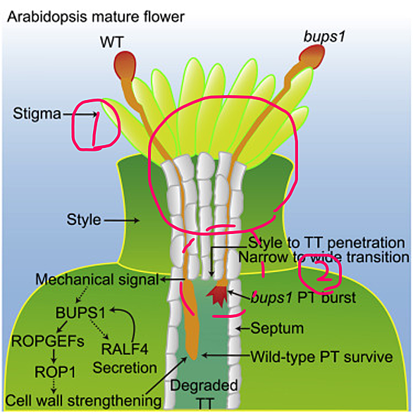 花粉管とは 動植物の人気 最新記事を集めました はてな