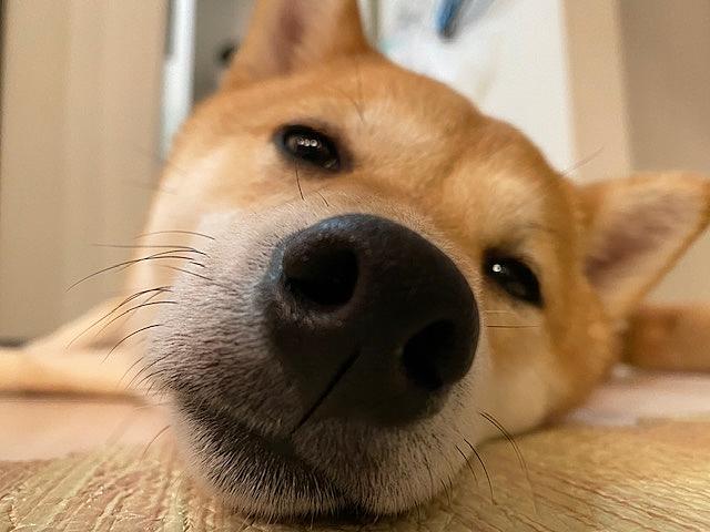 ゲームと柴犬は神