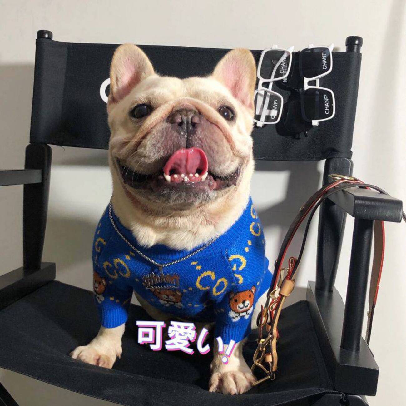 GUCCI 犬用ウェアコート XS グッチ デコールGG ペット コート | GUCCI公式