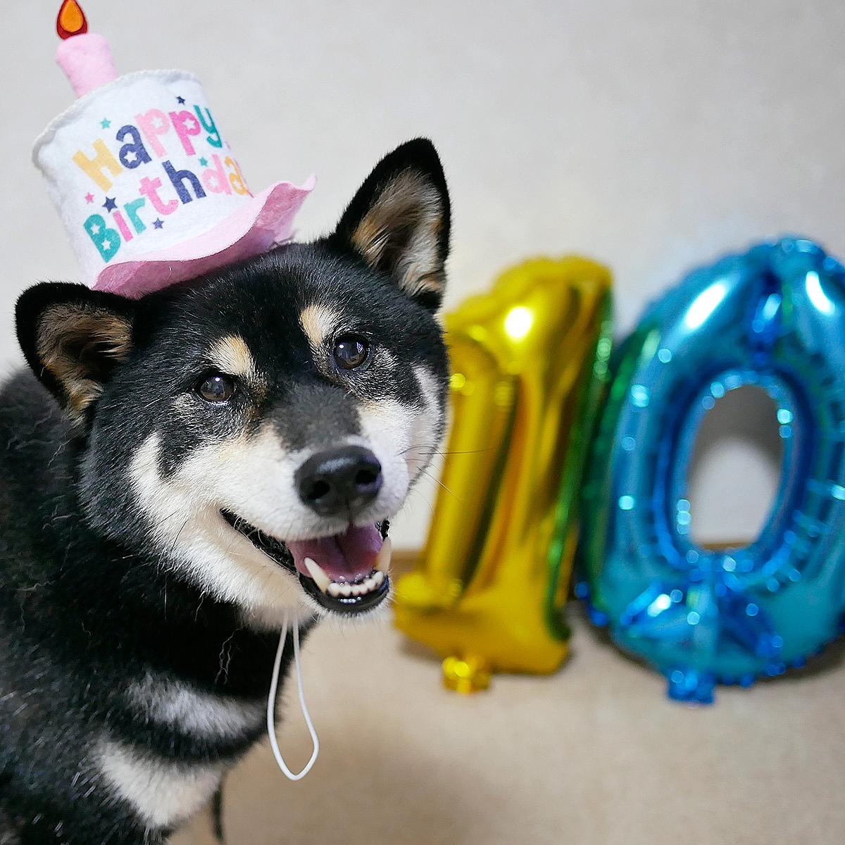 柴犬のガッシュ