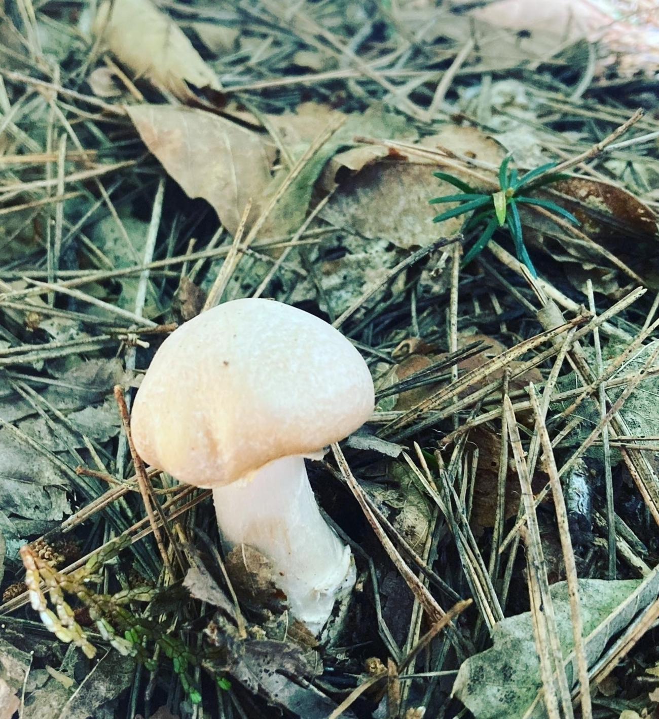 定休日はキノコ狩り/モクとキノコを山で探しまくった結果…