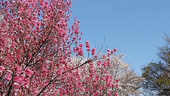 木曽三川公園とは 人気 最新記事を集めました はてな