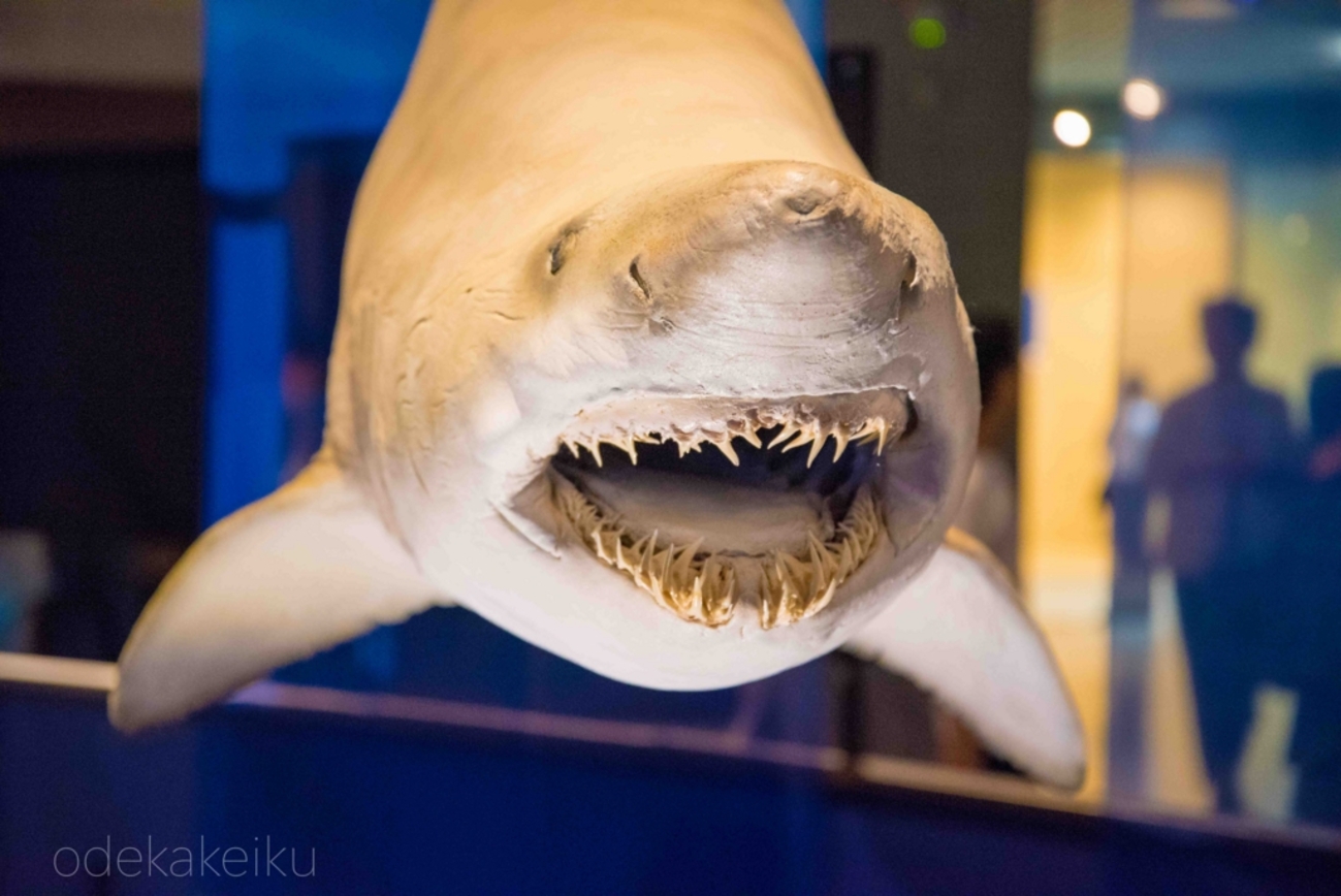 特大！【ホホジロザメの歯 40.0㎜】鮫 サメ 牙 顎 標本 ホオジロザメ 