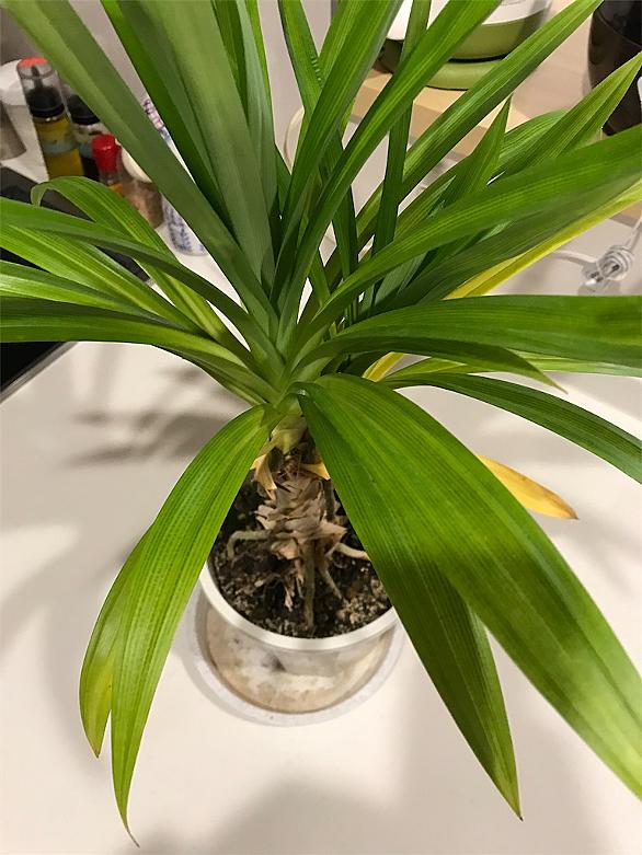 パンダンリーフとは 動植物の人気 最新記事を集めました はてな