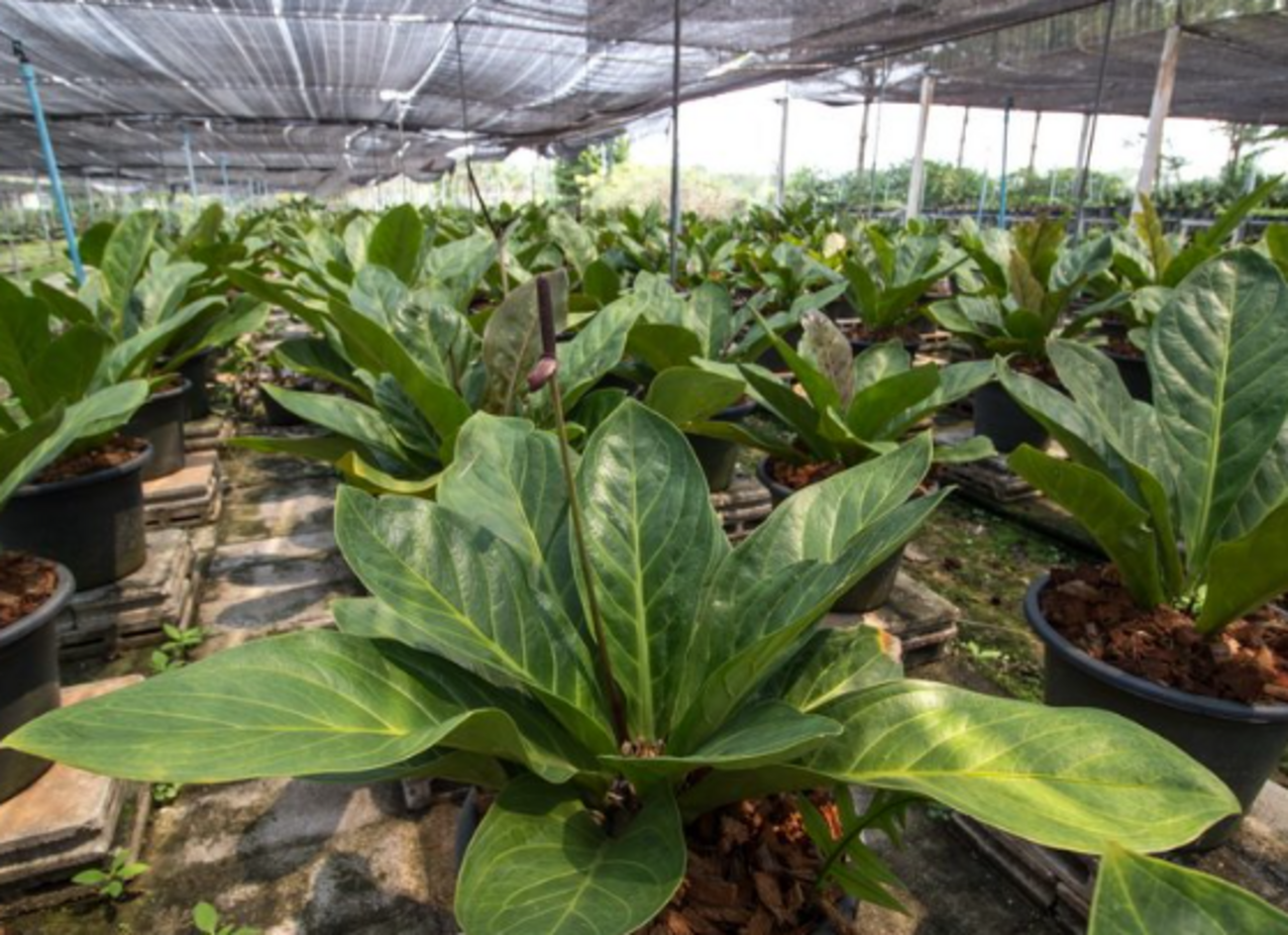 タイで人気の観葉植物『アンスリウム (Anthurium, หน้าวัวใบ 
