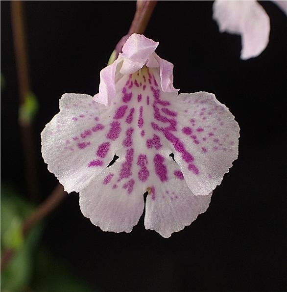 ウチョウランとは 動植物の人気 最新記事を集めました はてな