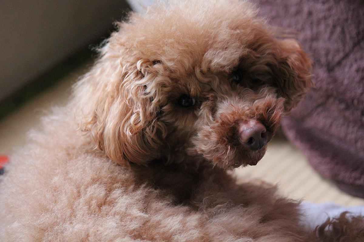 林遣都 カテゴリーの記事一覧 はやし蜜豆の犬も歩けば棒に当たる